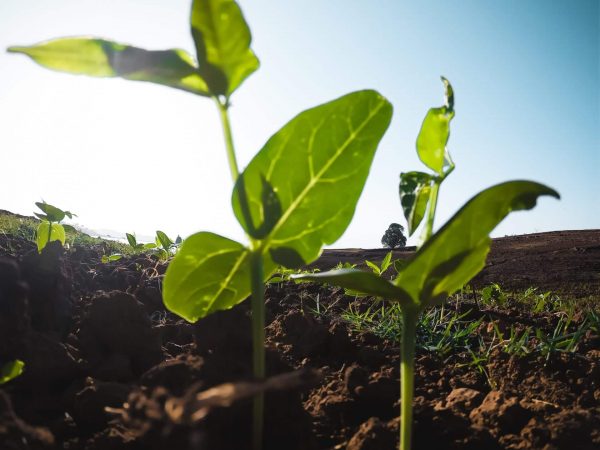 green-leafed-plants-2218364